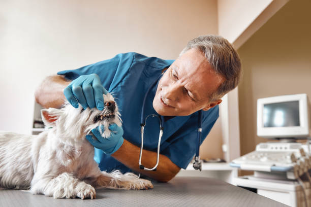Best Emergency Dentist for Special Needs Patients in Biloxi, MS
